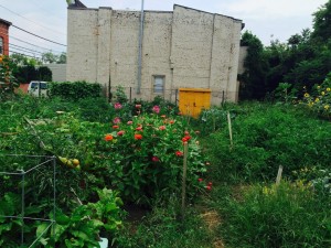 Capital Roots Garden - author provided image