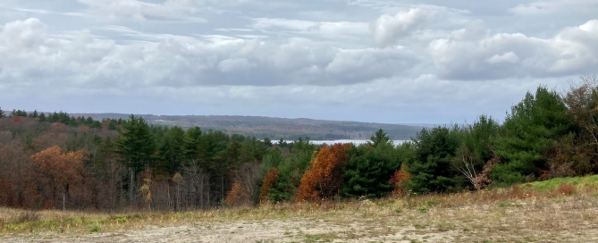 Forest Bathing for a Day of Reflection